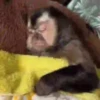 Macacos