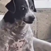 Perro Cool 😎 (r6h3jvnqwb)