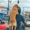 Cachorros Reagindo 🐾 (c58jb4xzvn)