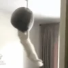 حيوانات تيك توك 😹 (tgy2kv5p3r)