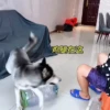 Cats and dogs (4mhnk6rxfc)