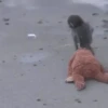 Macacos