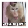 Monos 🍌🐒 (j75mc6knpq)
