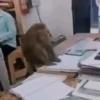 Monkys movimiento 🐵🐵🐵