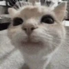 حيوانات تيك توك 😹 (847shxvf6q)