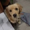 Cats and dogs (rtxjf5624d)