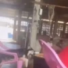 Cats and dogs (wkybqz2cxd)
