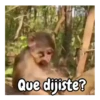 Monos 🍌🐒 (mwknzsc7tv)