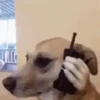 كلب على الهاتف