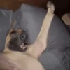 🐶Reacciones de Perritos🐶 (wr6mtjs5xg)