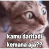 Kucing lucu (xskz62whng)
