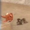 🧿 Punch Mono bebe🐒 🦧