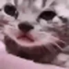 Kucing lucu (cmg64pqryx)