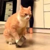 Cats and dogs (mg39dpvkyj)