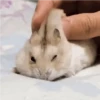 الهامستر 🐁🩷🐀 (37ctgmzpvs)