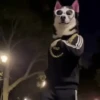 Perro Cool 😎 (qwm2zfp3gn)