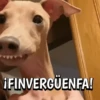 🐶Reacciones de Perritos🐶 (hcy67zjrx2)