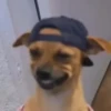 Perro Cool 😎 (bf25ptmr3c)