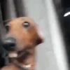 Cachorros Reagindo 🐾 (rt6q3vbn4s)