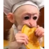 Monitos haciendo cosas 🐵