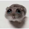 هامستر يبكي