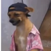Perro Cool 😎 (r5jghm3yf4)