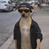 Perro Cool 😎 (m8vdr79wkn)