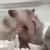 Animalitos 🦝🐭🐰🦊 (xc5g8zvn62)