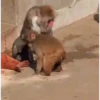 Punch 🐵
