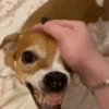 🐶Reacciones de Perritos🐶 (fxr9ng3tqz)
