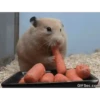 الهامستر 🐁🩷🐀 (gvqc27mt6j)