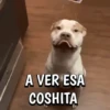 🐶Reacciones de Perritos🐶 (m396wynhqj)