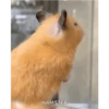 الهامستر 🐁🩷🐀 (68zpsfw7q9)