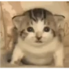 Kucing lucu (zytjq765ch)