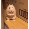 الهامستر 🐁🩷🐀 (xpwtcfzy76)
