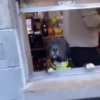 Cats and dogs (5x2r4vnbmh)