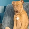 🐶Reacciones de Perritos🐶 (kyf4cxzsbd)