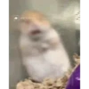 الهامستر 🐁🩷🐀 (38m4qjfb7x)