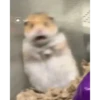 الهامستر 🐁🩷🐀 (dxr5mqh687)