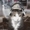قطط مضحكة 😹 (6ydtwf7bsv)