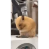الهامستر 🐁🩷🐀 (bpzcqgtmrx)