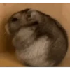 الهامستر 🐁🩷🐀 (6gcq7ny4vk)