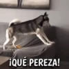 🐶Reacciones de Perritos🐶 (4g78pn56zs)