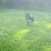 🐶Reacciones de Perritos🐶 (ygfz3hrwb2)