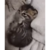 Urcatsiena🐈‍⬛ (zgvtq6h97x)