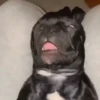🐶Reacciones de Perritos🐶 (xmj28ptg74)