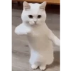 ردود فعل عشوائية على صور GIF 5 🤗 (h2jg7czdyx)