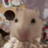 الهامستر 🐁🩷🐀 (z7mgh4cj2n)