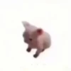 قطط مضحكة 😹 (mdn732fgxb)