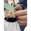 الهامستر 🐁🩷🐀 (7chrp9kzb2)